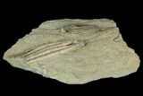 Two Fossil Crinoids (Scytalocrinus & Macrocrinus) - Indiana #122981-2